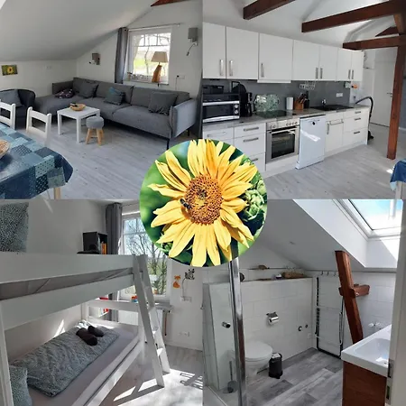 Sonnenblume - Bauernhof-nordsee-urlaub * Norderfriedrichskoog